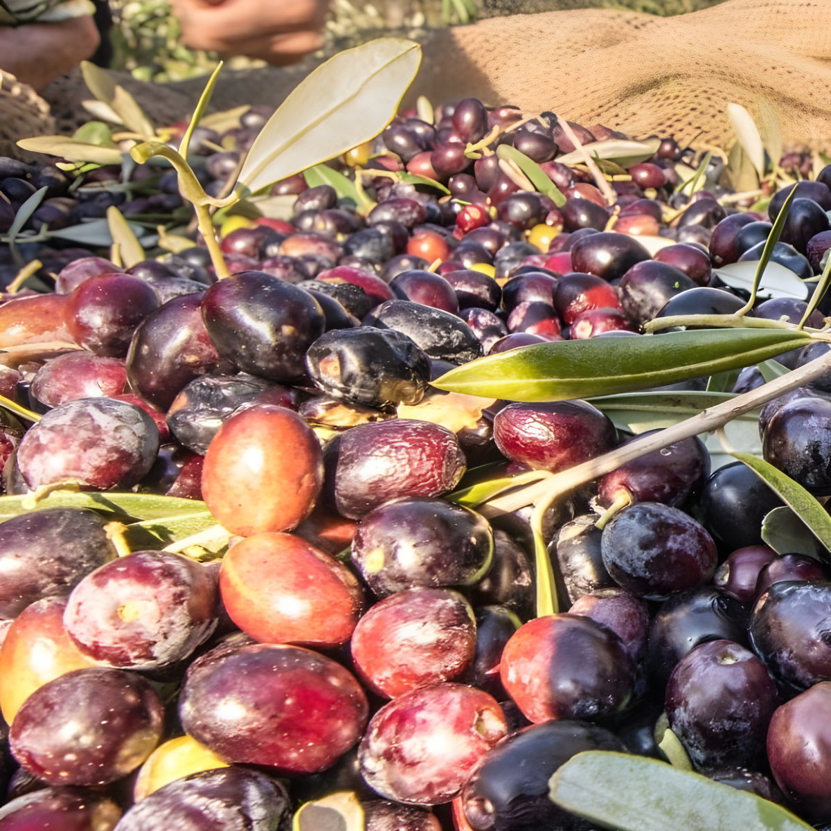 The Primary Protagonist