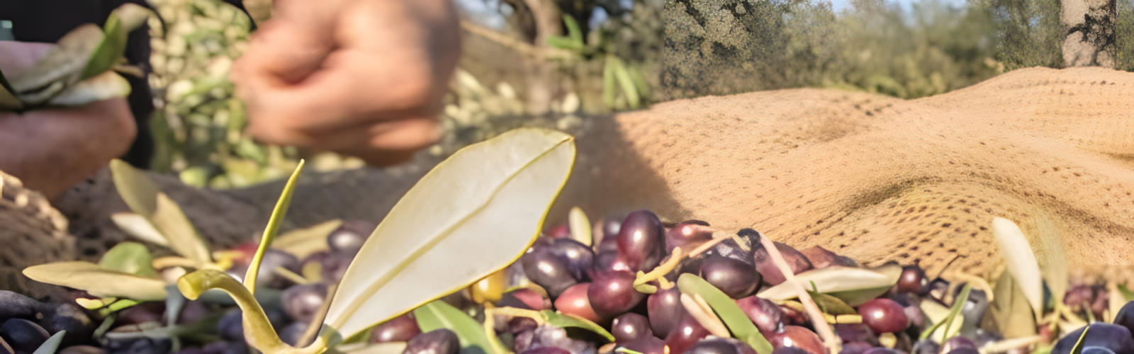 The Primary Protagonist