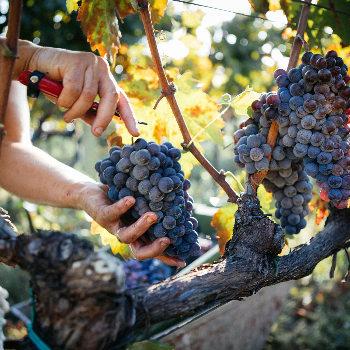 Ancestral Resilience