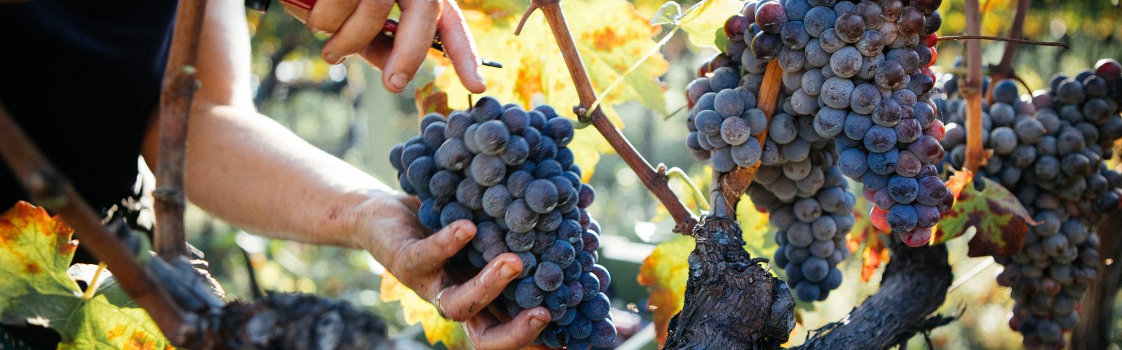 Ancestral Resilience