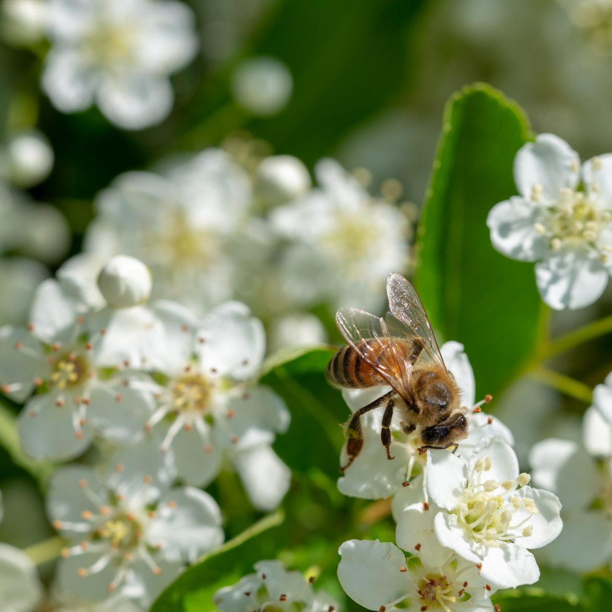 A honeybee feeding on hawthorn blossom at the 173-acre Agaporia estate. Nature Positive at the regenerative five-star sanctuary in Tuscany. The DNA Of Impact rendered through indicator-species behaviour.