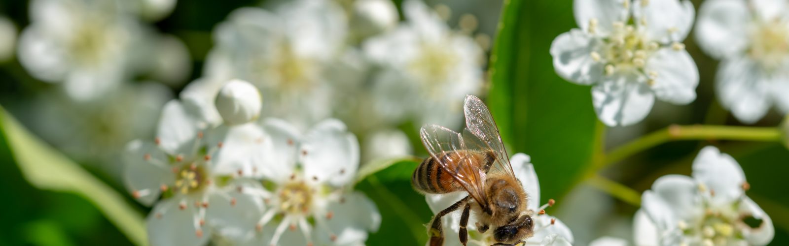 A honeybee feeding on hawthorn blossom at the 173-acre Agaporia estate. Nature Positive at the regenerative five-star sanctuary in Tuscany. The DNA Of Impact rendered through indicator-species behaviour.