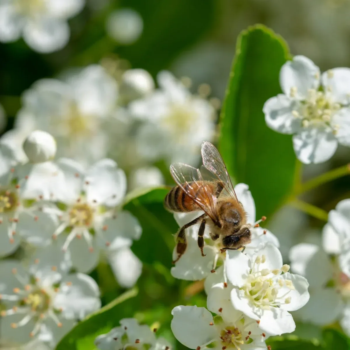 A honeybee feeding on hawthorn blossom at the 70-hectare Agaporia estate. Nature Positive at the regenerative five-star sanctuary in Tuscany. The DNA Of Impact rendered through indicator-species behaviour.