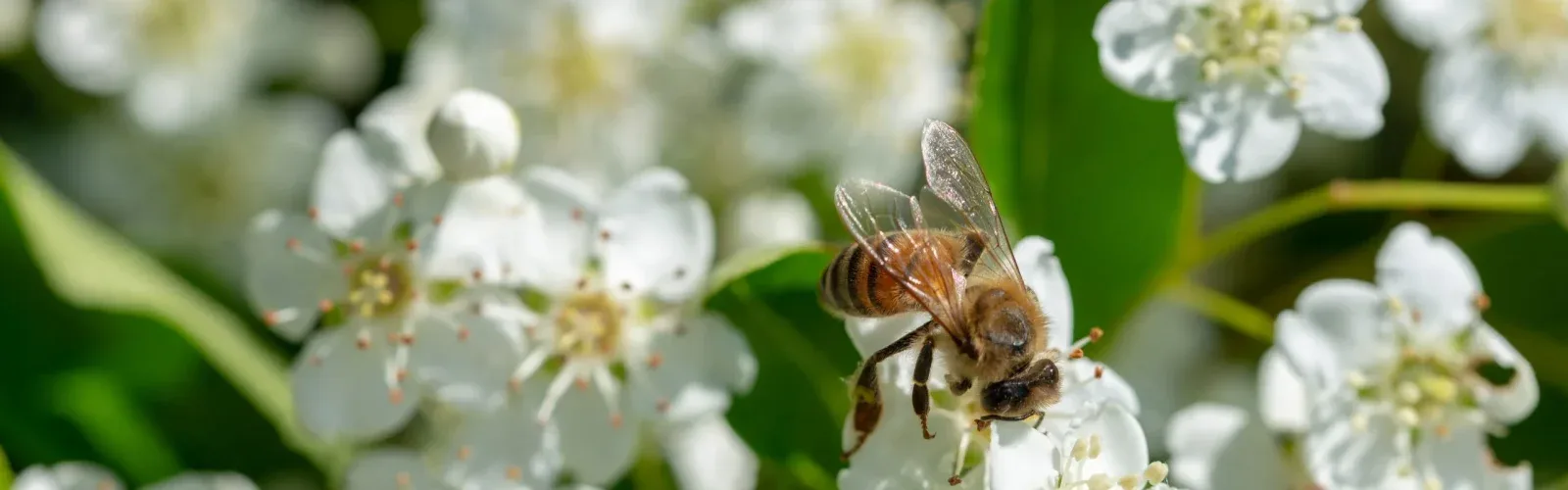 A honeybee feeding on hawthorn blossom at the 70-hectare Agaporia estate. Nature Positive at the regenerative five-star sanctuary in Tuscany. The DNA Of Impact rendered through indicator-species behaviour.
