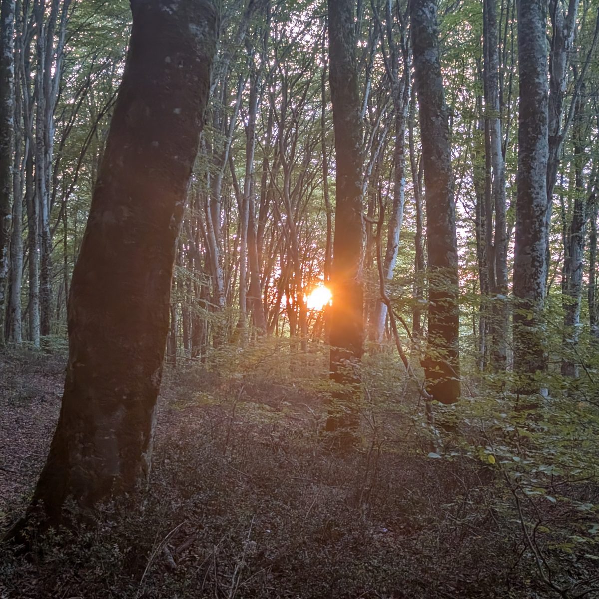 Sovereign Stewardship