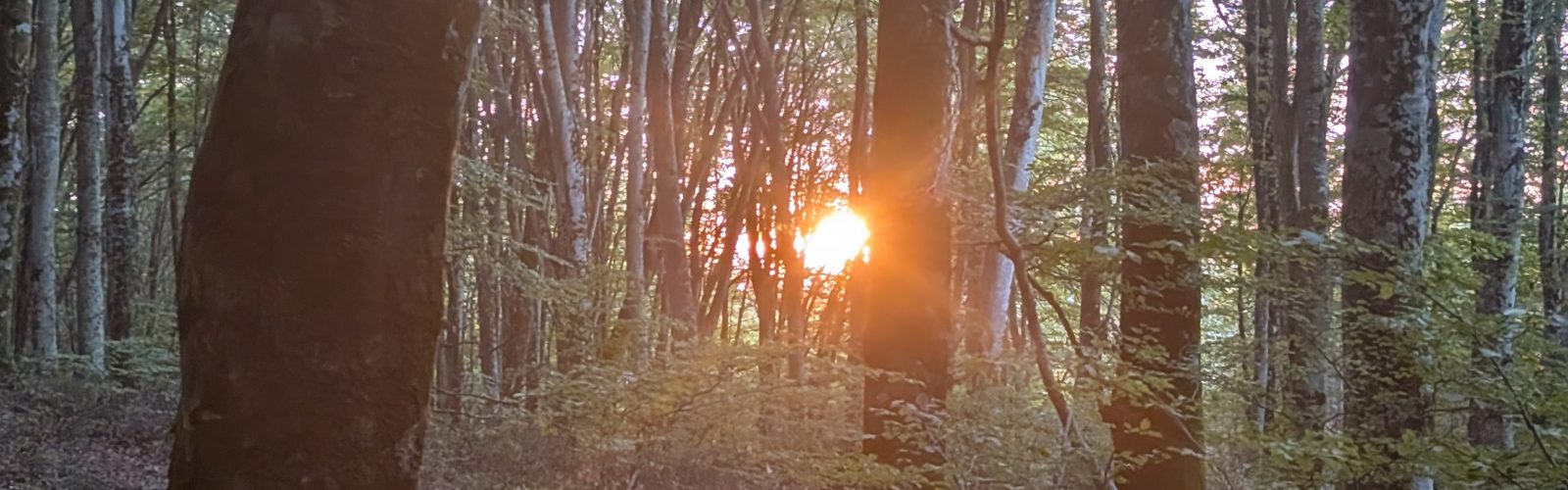 A mature beech forest at sunset on the 173-acre Agaporia estate, vertical trunks rising like cathedral columns and golden light through the canopy. Sovereign Stewardship at the regenerative five-star sanctuary in Montefollonico, Tuscany.
