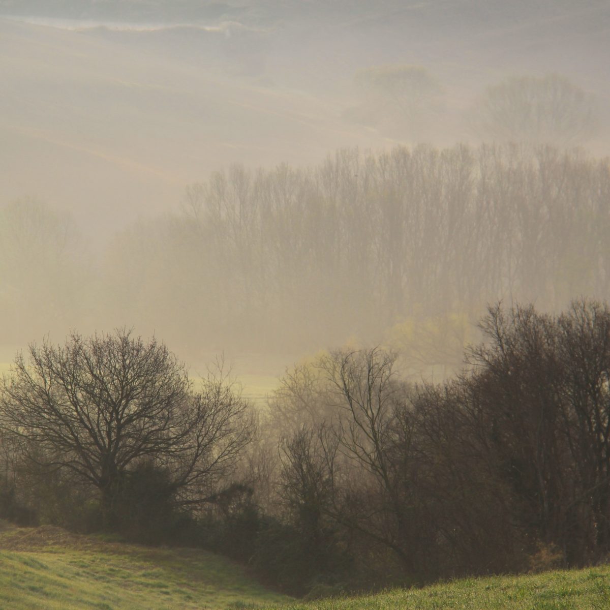 The Biological Engine™