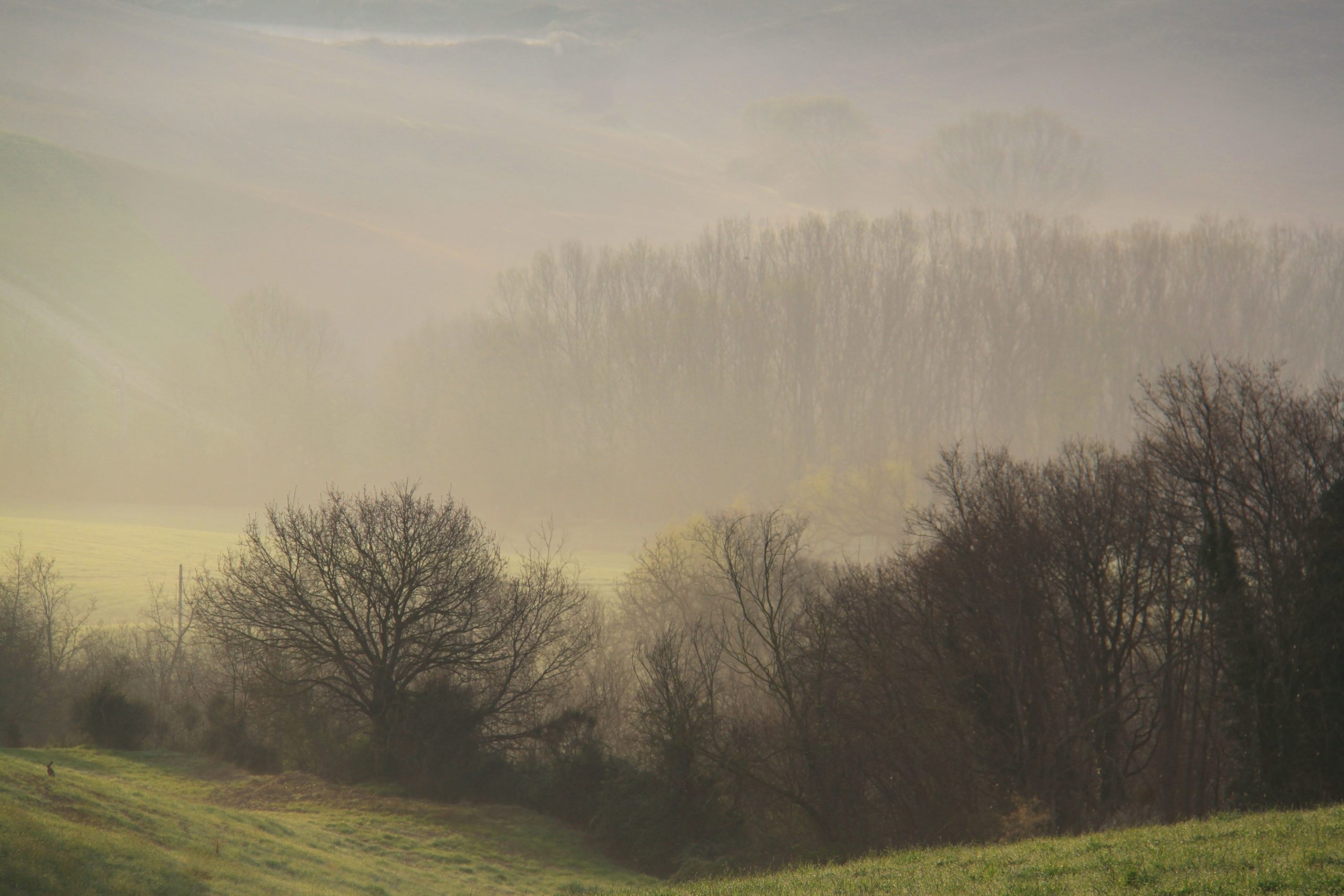 A misty Tuscan valley at dawn on the 173-acre Agaporia estate, with layered tree lines receding into the horizon and a hare at the edge of the lower meadow. The Biological Engine of the regenerative five-star sanctuary in Montefollonico, in the territory of Vino Nobile di Montepulciano.