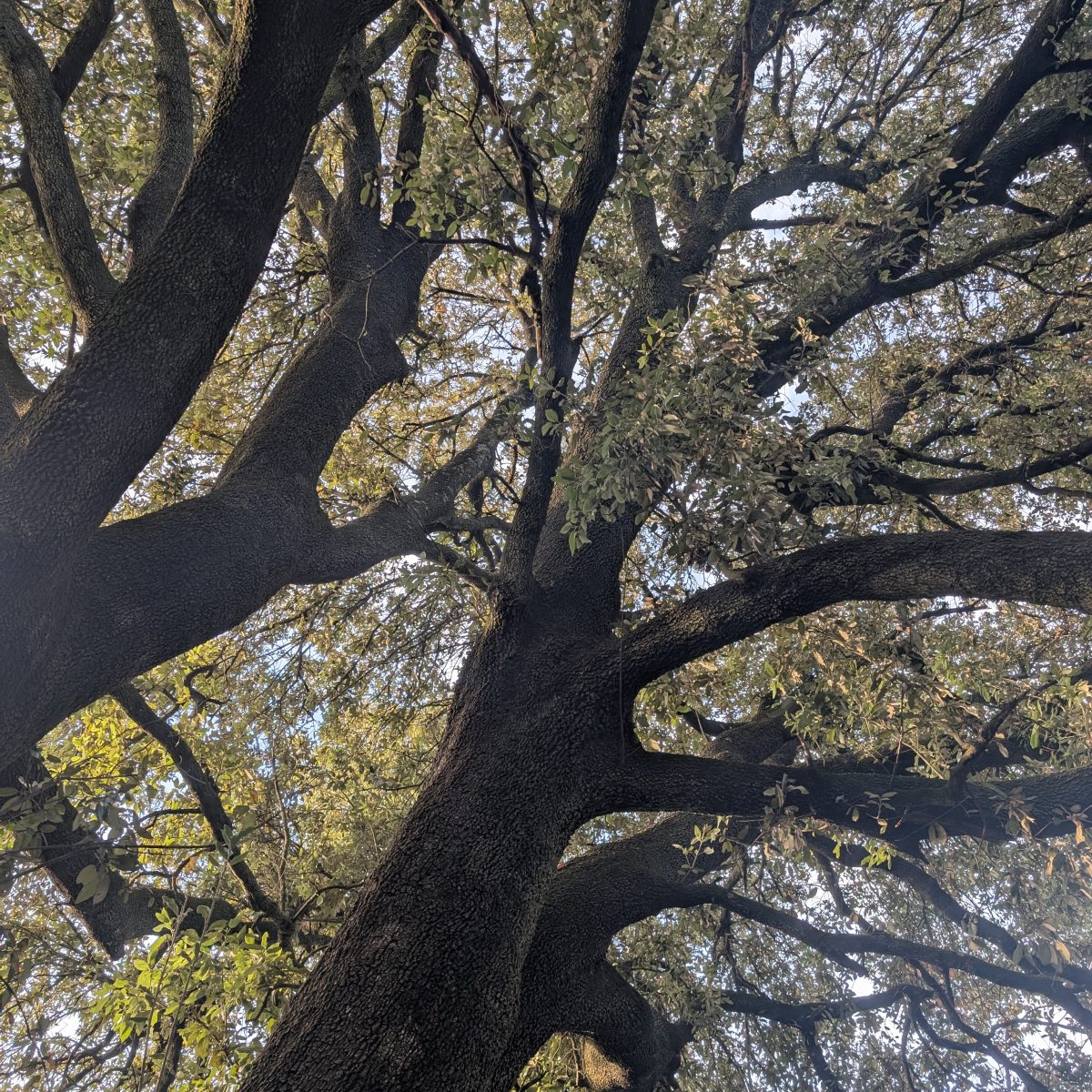 An ancient oak photographed from below at the 173-acre Agaporia estate, massive branching structure filling the frame and dappled light through the canopy. Force Of Restoration at the regenerative five-star sanctuary in Tuscany.