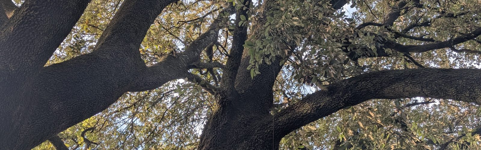 An ancient oak photographed from below at the 173-acre Agaporia estate, massive branching structure filling the frame and dappled light through the canopy. Force Of Restoration at the regenerative five-star sanctuary in Tuscany.