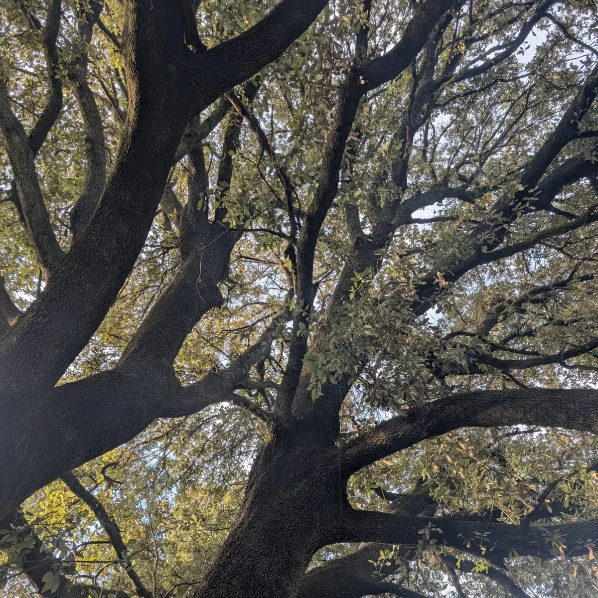 An ancient oak photographed from below at the 70-hectare Agaporia estate, massive branching structure filling the frame and dappled light through the canopy. Force Of Restoration at the regenerative five-star sanctuary in Tuscany.