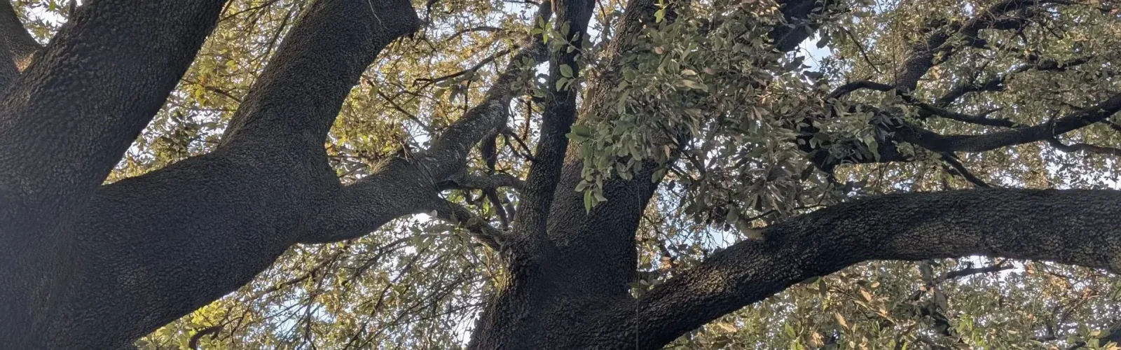An ancient oak photographed from below at the 70-hectare Agaporia estate, massive branching structure filling the frame and dappled light through the canopy. Force Of Restoration at the regenerative five-star sanctuary in Tuscany.
