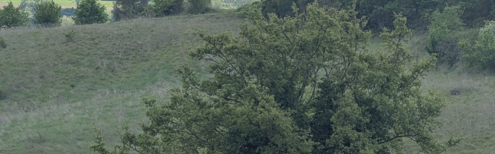 The hilltop town of Montepulciano visible from the Agaporia olive grove, with the rewilded boundary zone between. The 173-acre regenerative five-star estate sits in Montefollonico, in the territory of Vino Nobile di Montepulciano, Tuscany.