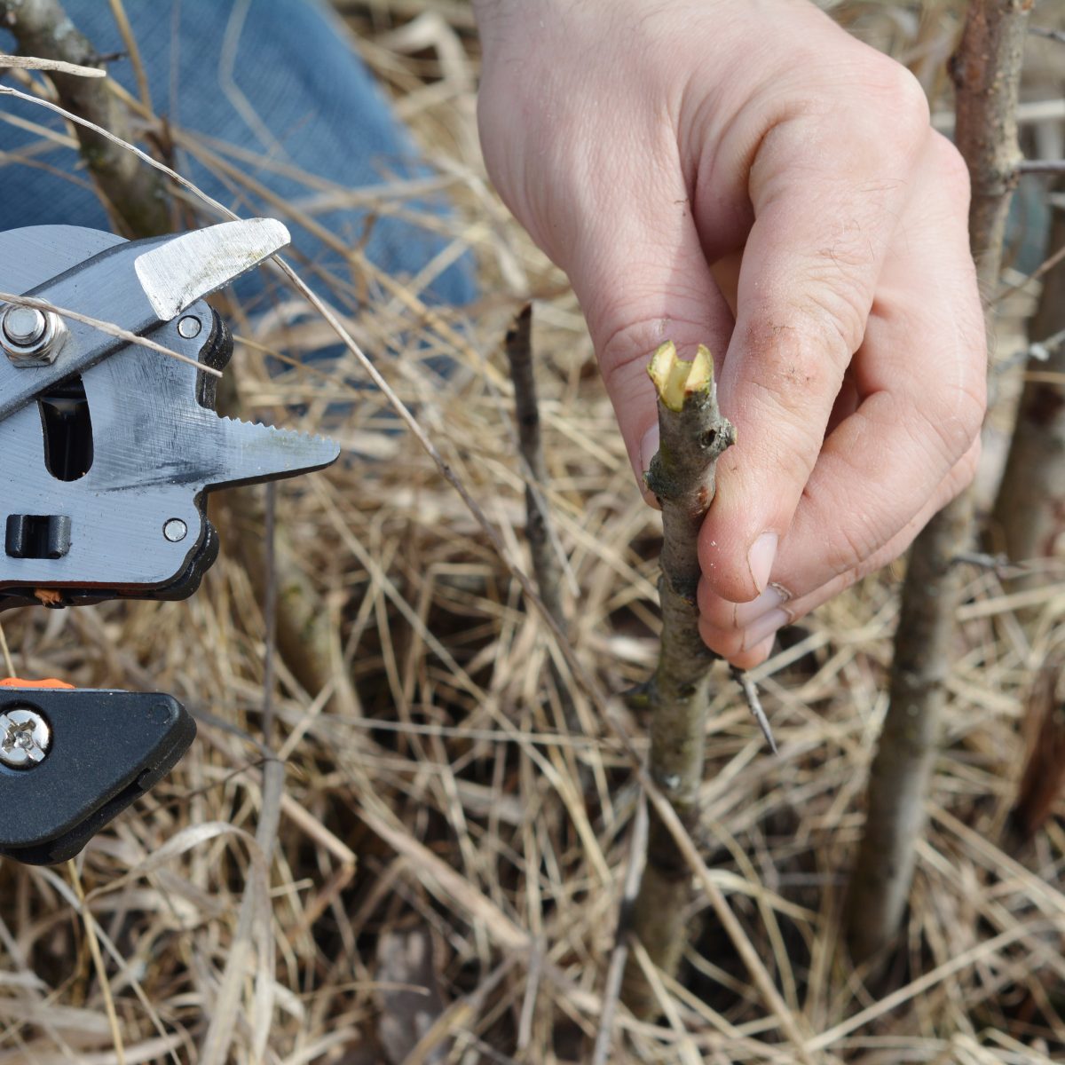 Close-frame of grafting shears holding a young scion, exposed wood at the cut. The Steward Community of The Conscious Club at the regenerative five-star Agaporia estate. Field Intervention as the ancestral skill that joins traditional rootstock to new growth.