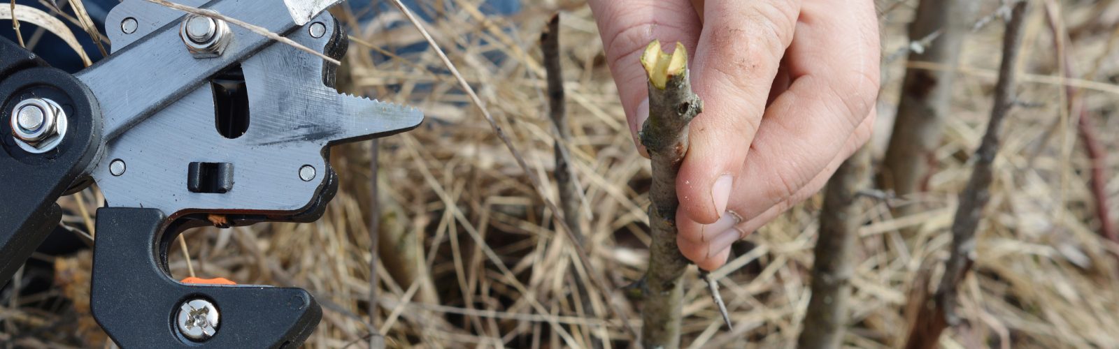 Close-frame of grafting shears holding a young scion, exposed wood at the cut. The Steward Community of The Conscious Club at the regenerative five-star Agaporia estate. Field Intervention as the ancestral skill that joins traditional rootstock to new growth.