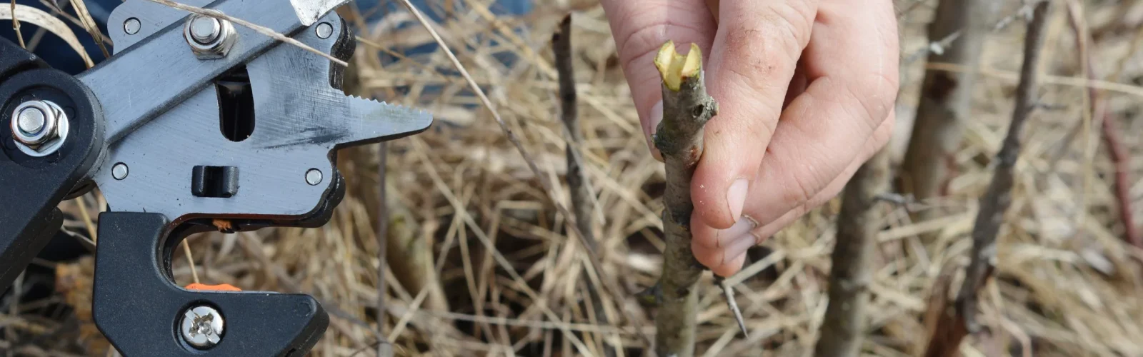 Close-frame of grafting shears holding a young scion, exposed wood at the cut. The Steward Community of The Conscious Club at the regenerative five-star Agaporia estate. Field Intervention as the ancestral skill that joins traditional rootstock to new growth.