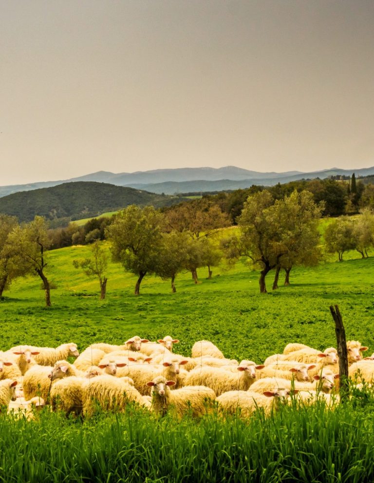 Most organic products used at the Agaporia restaurants are home grown