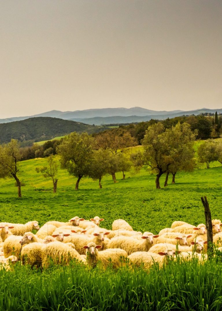 Most organic products used at the Agaporia restaurants are home grown