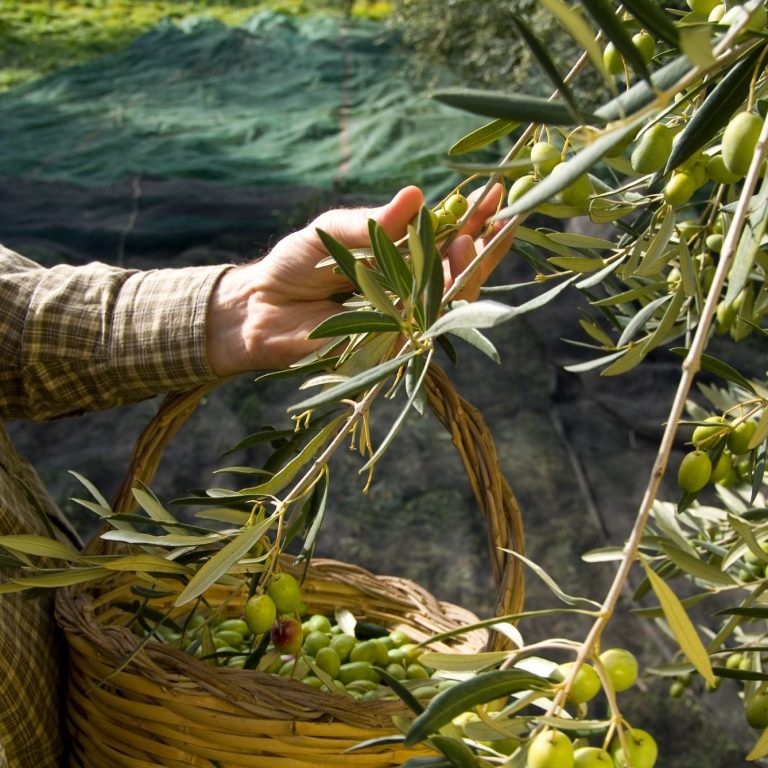 Agaporia offers olives, olive oil, wine, vegetables, fruit from its own Tuscan farm estate