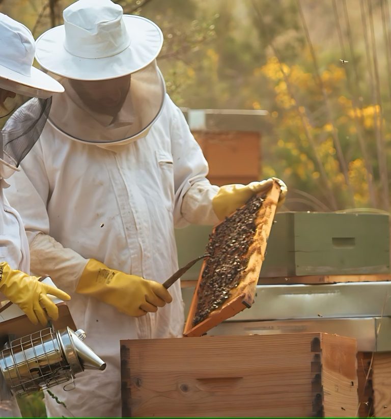 Beekeepers inspecting a hive with frames of honey at Agaporia