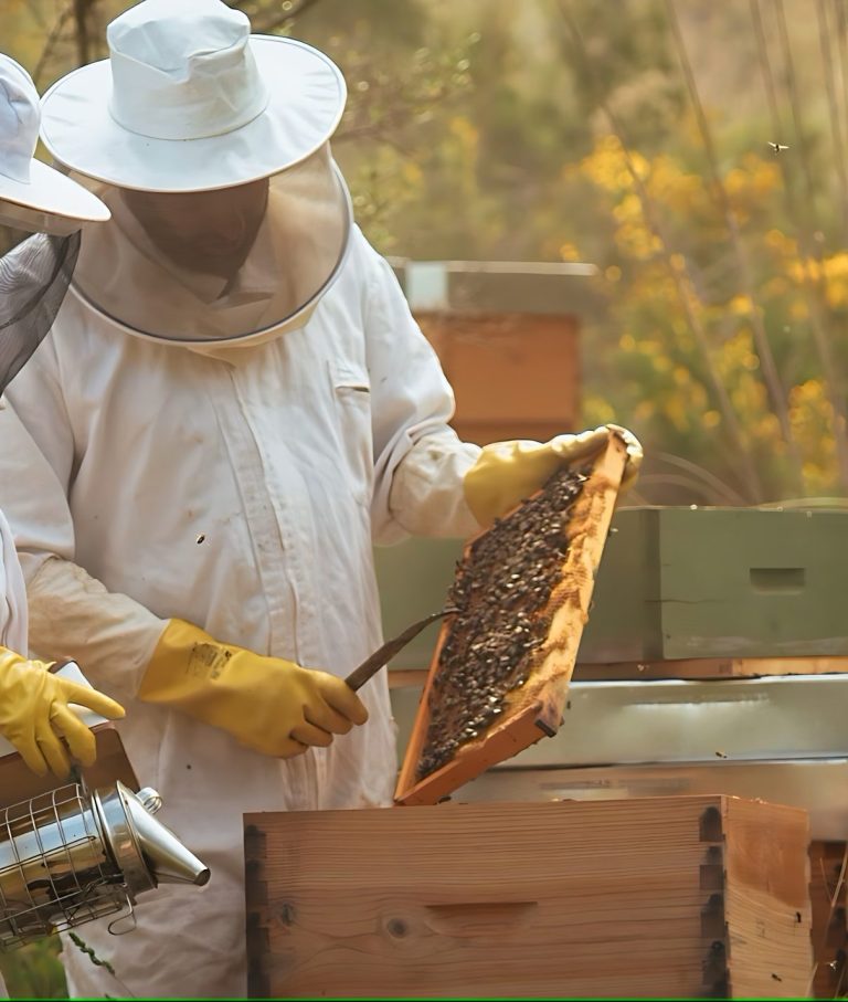 Beekeepers inspecting a hive with frames of honey at Agaporia