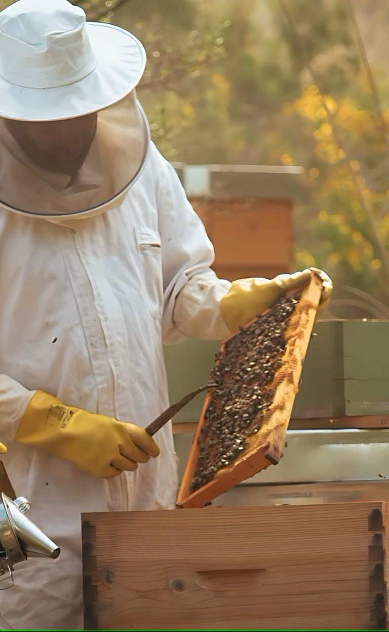 Beekeepers inspecting a hive with frames of honey at Agaporia
