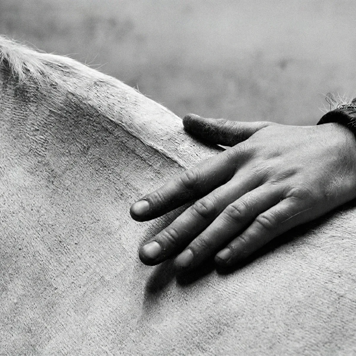A human hand resting on a horse's flank, photographed in black and white. Strategic Alliances at the regenerative five-star Agaporia estate, rendered as A Symbiotic Future, trust between sentient beings sharing the 70-hectare Biological Engine