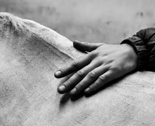 A human hand resting on a horse's flank, photographed in black and white. Strategic Alliances at the regenerative five-star Agaporia estate, rendered as A Symbiotic Future — trust between sentient beings sharing the 173-acre Biological Engine