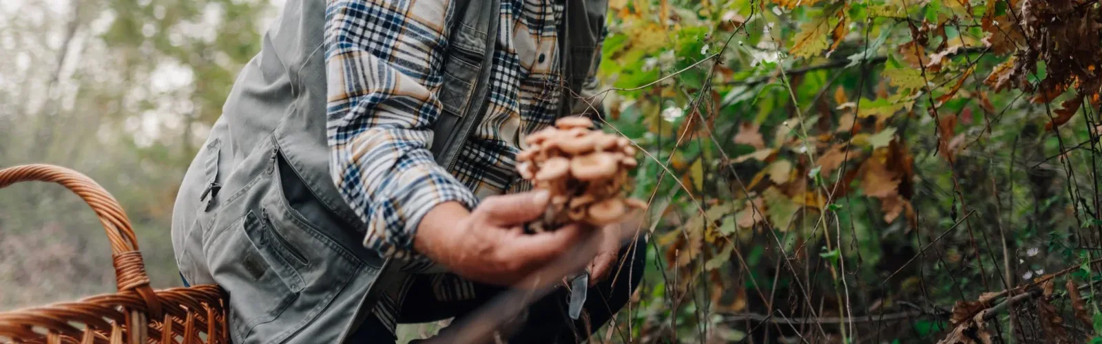 A steward foraging seasonal wild herbs and forest fruits with a land steward in the rewilded ridges of Agaporia's 70-hectare estate in Montefollonico, Tuscany.