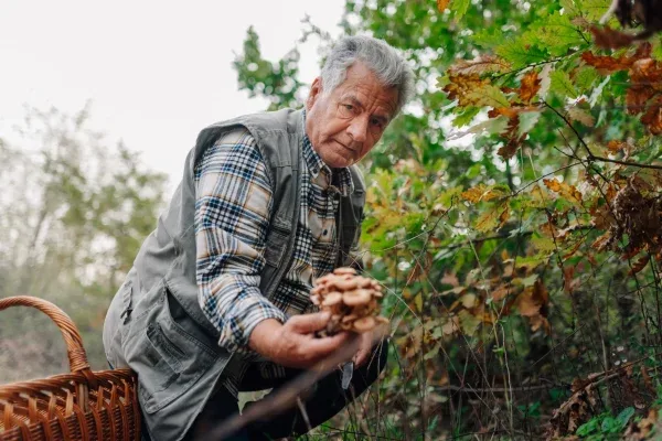 Land Harvest