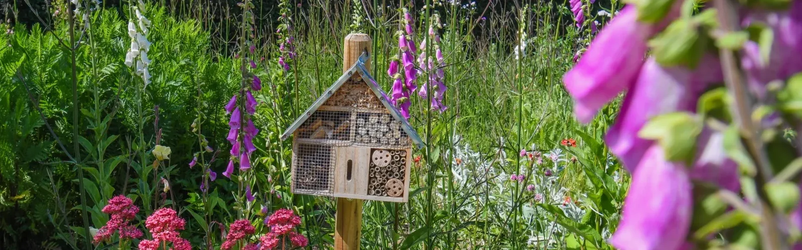 The rewilded zones of the 70-hectare Agaporia estate. Immerse In Nature, The Sensory Path at the regenerative five-star sanctuary in Montefollonico, Tuscany.