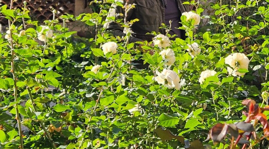 Pascal Steenhuis, Founder of Agaporia, photographed mid-distance among flowering roses in the working garden of the 173-acre estate. Purpose-Driven at the regenerative five-star sanctuary in Tuscany.