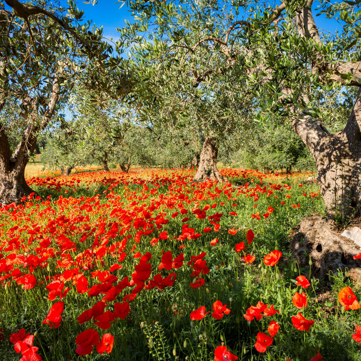Ancient olive trees and vines on the 173-acre Agaporia estate, tended by hand on a multi-century cycle. Ancestral Resilience — Symbols of Endurance at the regenerative five-star sanctuary in Montefollonico, Tuscany.