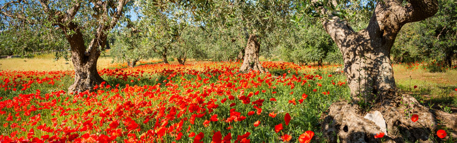 Ancient olive trees and vines on the 173-acre Agaporia estate, tended by hand on a multi-century cycle. Ancestral Resilience — Symbols of Endurance at the regenerative five-star sanctuary in Montefollonico, Tuscany.