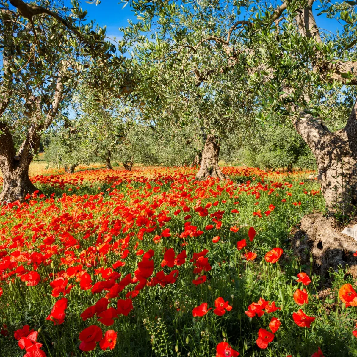 Ancient olive trees and vines on the 70-hectare Agaporia estate, tended by hand on a multi-century cycle. Ancestral Resilience — Symbols of Endurance at the regenerative five-star sanctuary in Montefollonico, Tuscany.