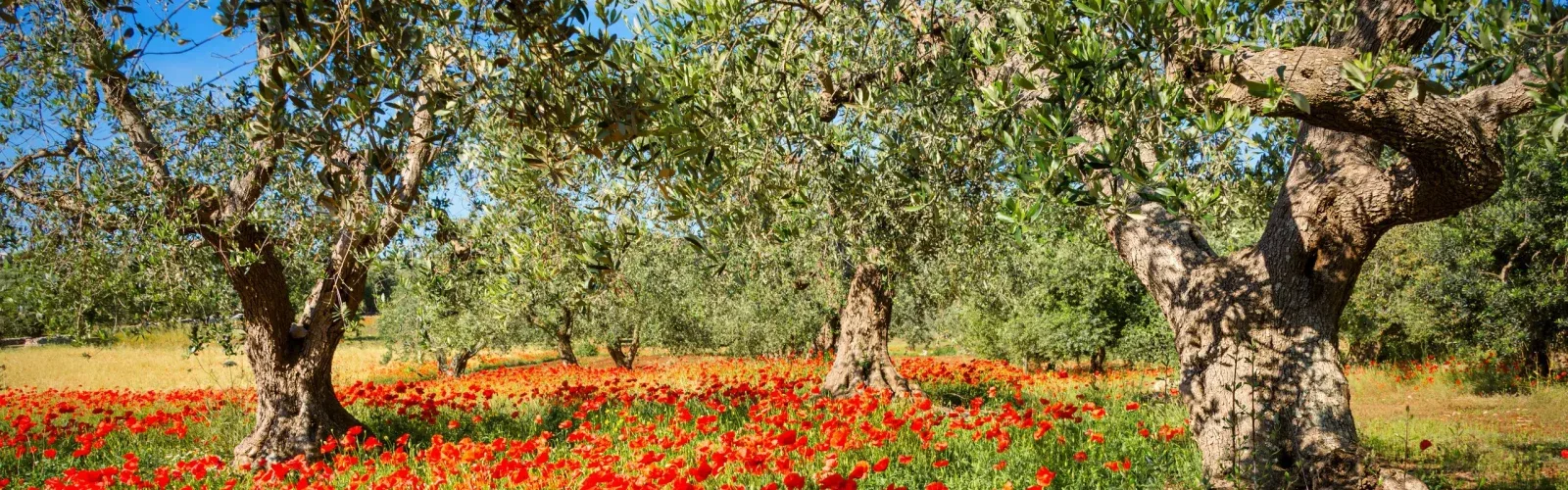 Ancient olive trees and vines on the 70-hectare Agaporia estate, tended by hand on a multi-century cycle. Ancestral Resilience — Symbols of Endurance at the regenerative five-star sanctuary in Montefollonico, Tuscany.