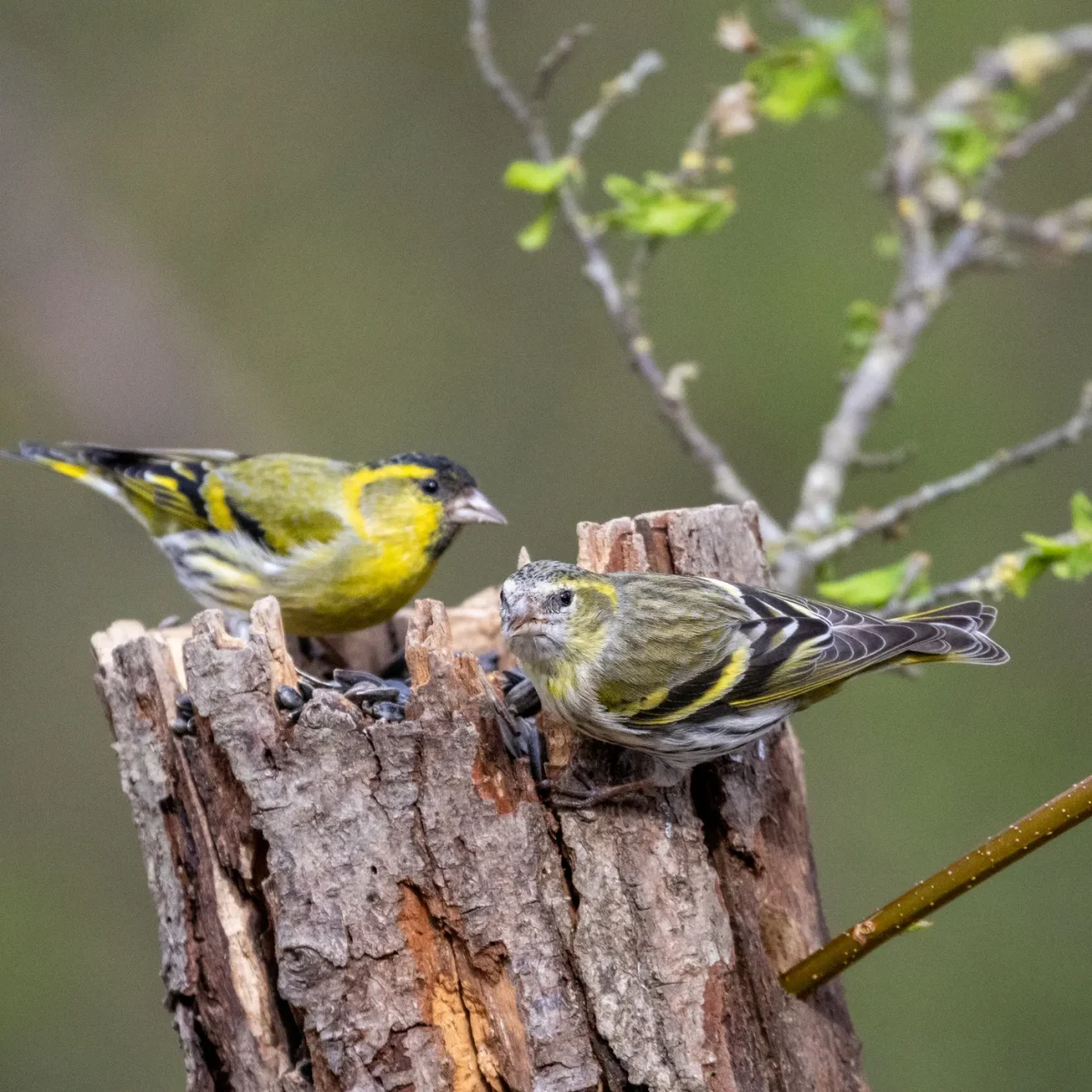Two Eurasian siskins sharing a weathered stump on the 70-hectare Agaporia estate. The Conscious Club, where your stay gives back, at the regenerative five-star sanctuary in Montefollonico, Tuscany. Biodiversity living on the land that the 4% Restoration Mandate sustains.