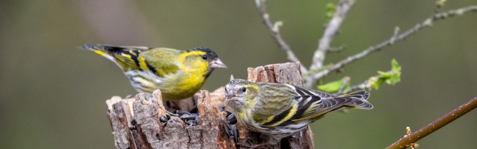 Two Eurasian siskins sharing a weathered stump on the 173-acre Agaporia estate. The Conscious Club — Strategic Nexus at the regenerative five-star sanctuary in Montefollonico, Tuscany. Biodiversity living on the land that the 4% Restoration Mandate sustains.