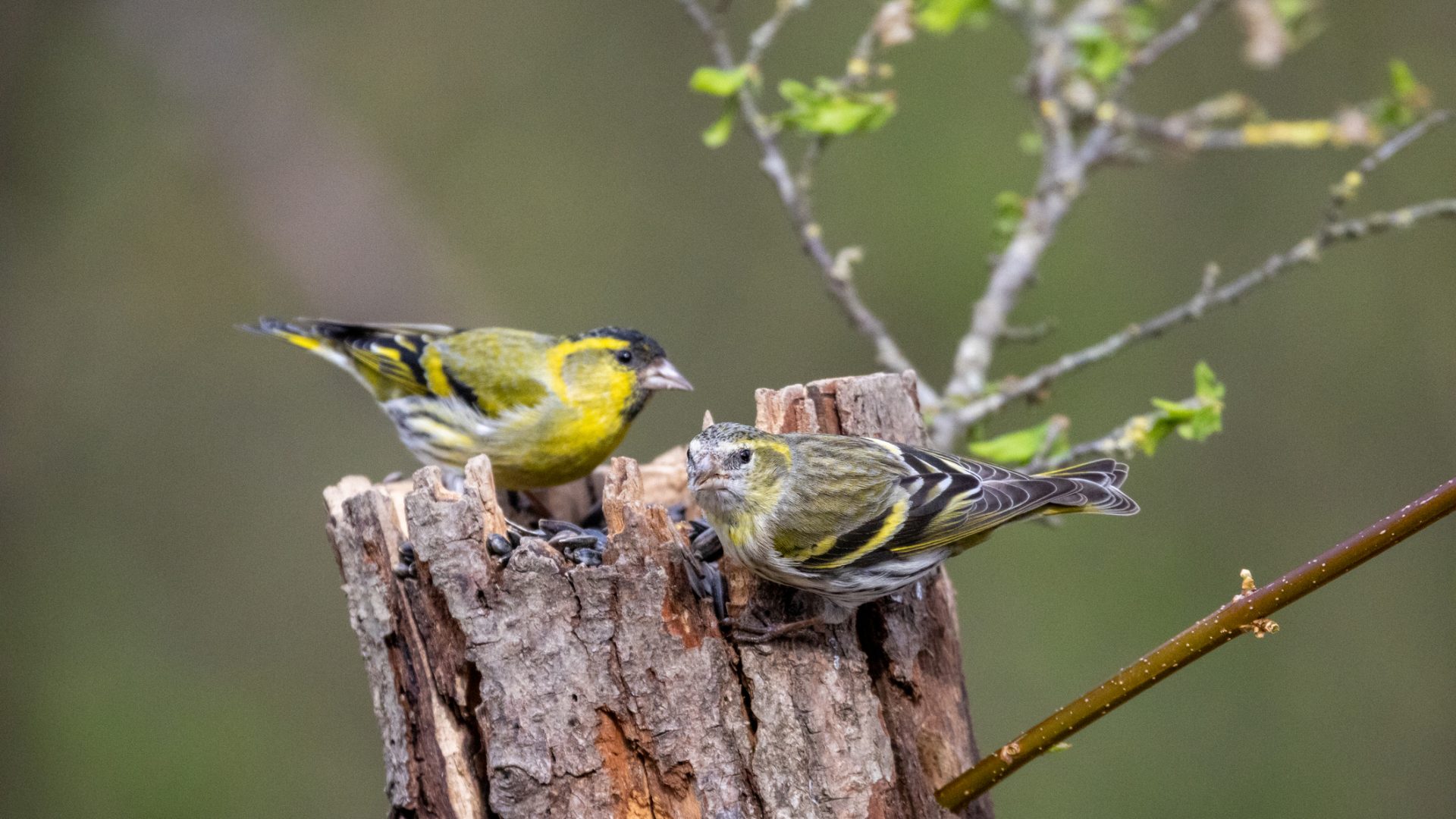 Two Eurasian siskins sharing a weathered stump on the 173-acre Agaporia estate. The Conscious Club — Strategic Nexus at the regenerative five-star sanctuary in Montefollonico, Tuscany. Biodiversity living on the land that the 4% Restoration Mandate sustains.