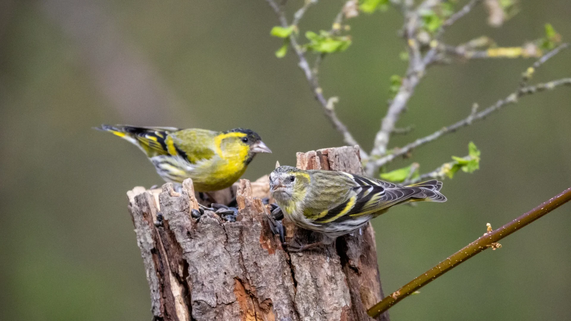 Two Eurasian siskins sharing a weathered stump on the 70-hectare Agaporia estate. The Conscious Club, where your stay gives back, at the regenerative five-star sanctuary in Montefollonico, Tuscany. Biodiversity living on the land that the 4% Restoration Mandate sustains.