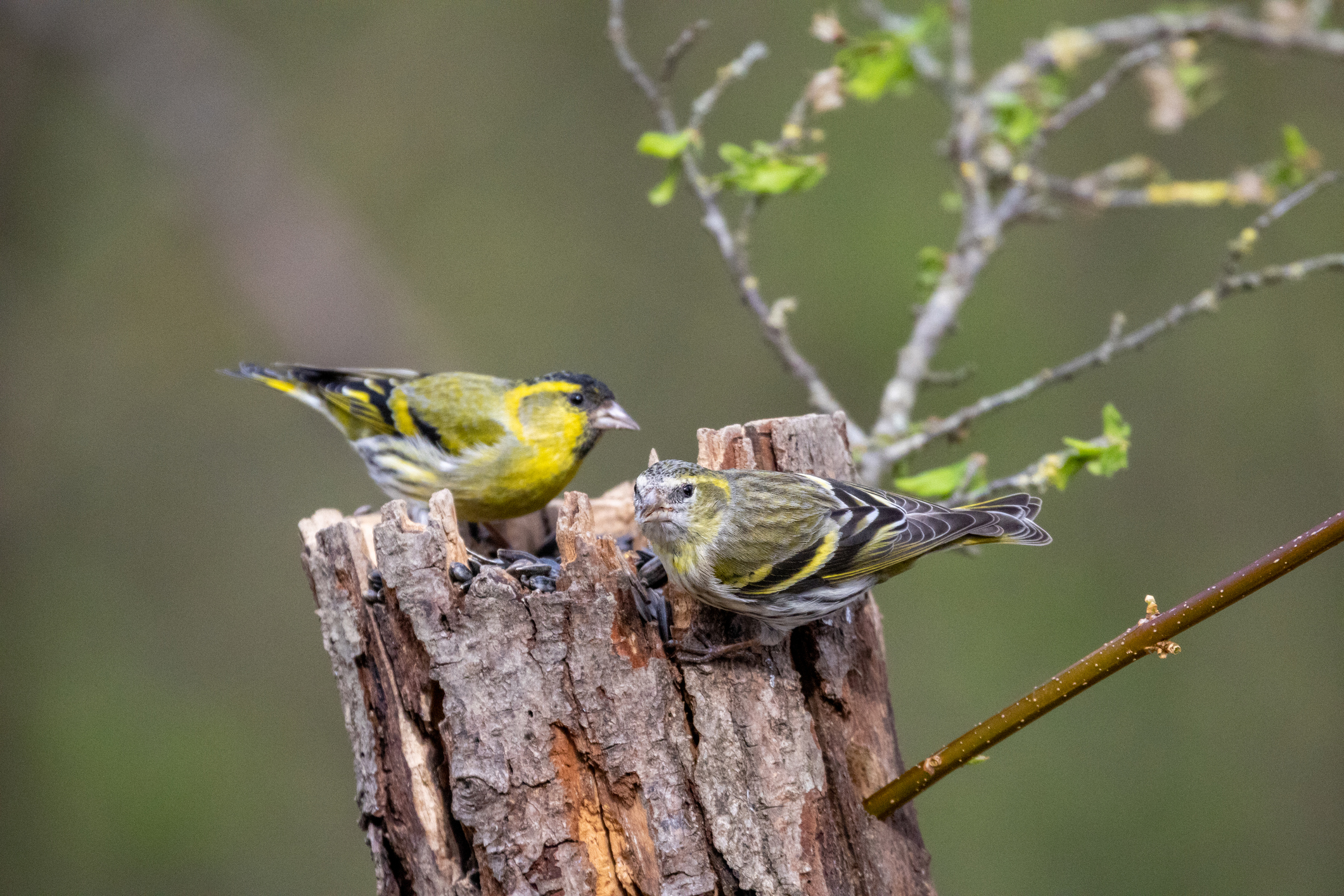 Two Eurasian siskins sharing a weathered stump on the 173-acre Agaporia estate. The Conscious Club — Strategic Nexus at the regenerative five-star sanctuary in Montefollonico, Tuscany. Biodiversity living on the land that the 4% Restoration Mandate sustains.
