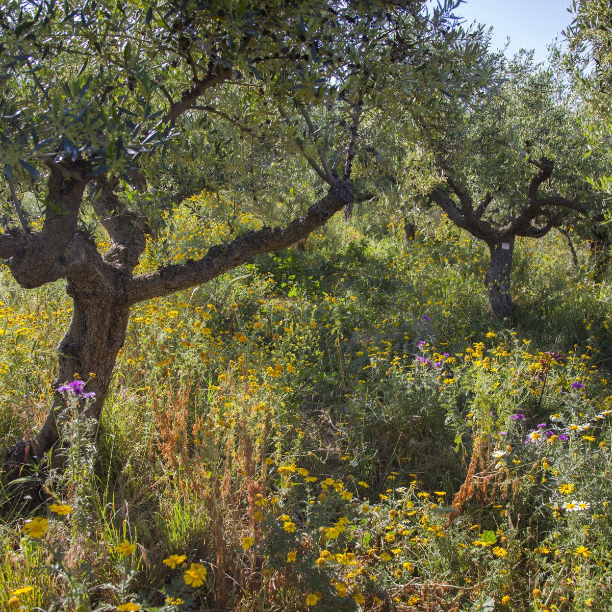 Sovereign stewardship