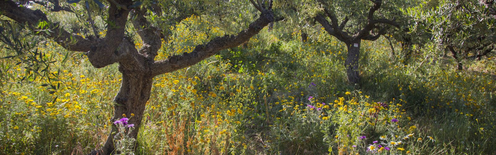 Sovereign stewardship