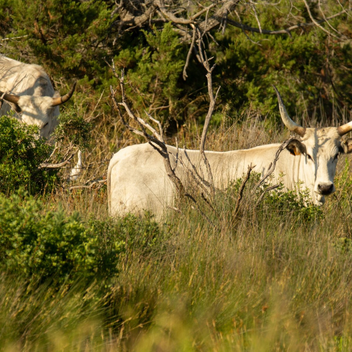 The DNA Of Impact | How We Do It