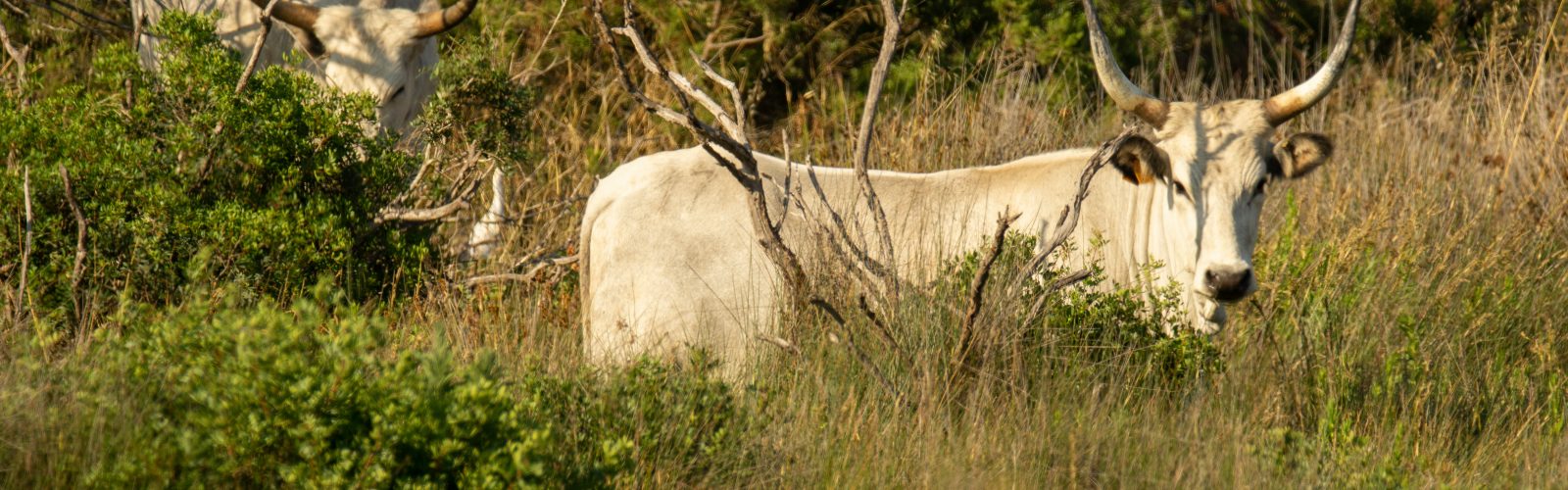 The DNA Of Impact | How We Do It