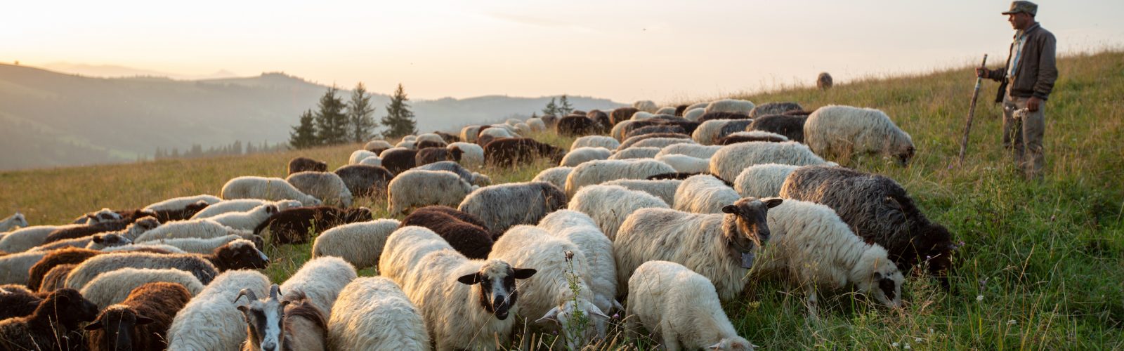 The Biological Engine