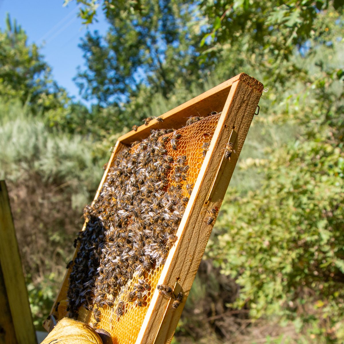 The Pulse of the Biological Loop