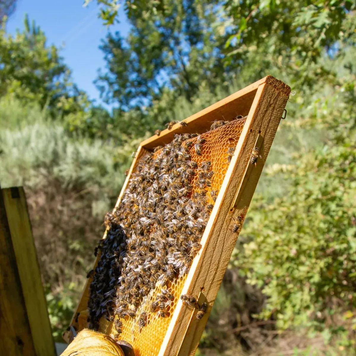 The 2-hectare permaculture garden of the 70-hectare Agaporia estate, where 80% of the food served at The Regenerative Table is grown. The Pulse of the Biological Loop, Ethical Proximity at the regenerative five-star sanctuary in Montefollonico, Tuscany.