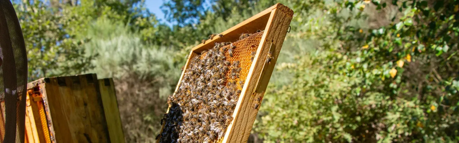 The 2-hectare permaculture garden of the 70-hectare Agaporia estate, where 80% of the food served at The Regenerative Table is grown. The Pulse of the Biological Loop, Ethical Proximity at the regenerative five-star sanctuary in Montefollonico, Tuscany.
