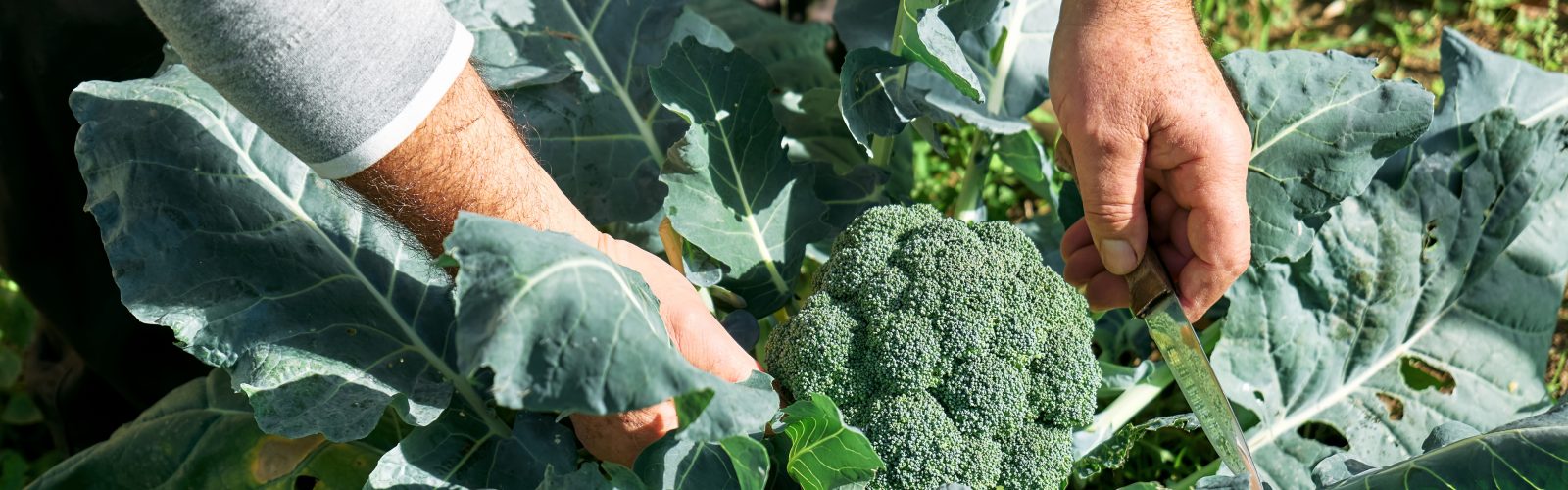 The Regenerative Source